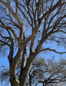 Winter tree